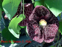 Dutchman's Pipe is just a stunning plant.  Everyone who visits falls in love with the unusual flowers.  The back side of the flower looks like the old Sherlock Holmes pipe.