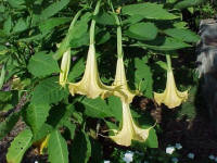 Angel Trumpet.  I have a white, yellow, peach and peach variegated and pink