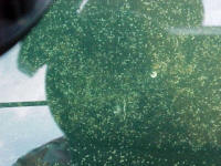 The tank is 40' by 8' by 4' deep.  The entire liner is solid eggs. Millions and millions and millions of them!