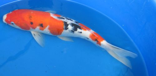 Sanke standard fin koi 16" updated 10/09/09 IMPORTED