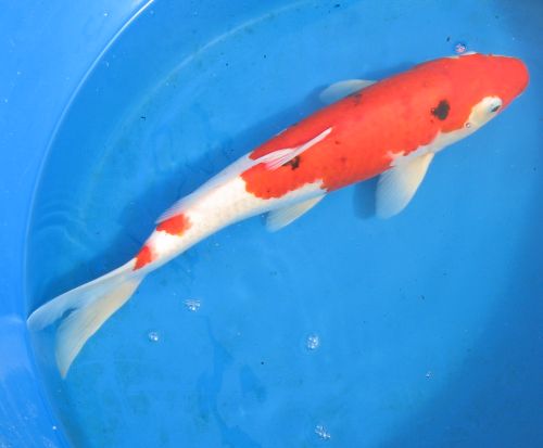 Sanke standard fin koi 17" updated 10/09/09 IMPORTED
