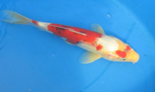 Sanke standard fin koi 11" updated 10/09/09 IMPORTED