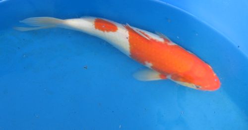 Ginrin Kohaku standard fin koi 13" updated 10/09/09 IMPORTED