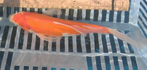 Kohaku butterfly koi 10.5" &nbsp;MALE  updated 08/23/10