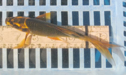 Black with orange highlights  6.5" FEMALE New photo  08/23/10