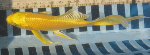 Yellow butterfly koi   6"  MALE updated 08/23/10