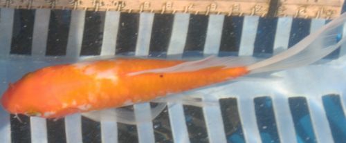 Kohaku butterfly koi 6.5"   updated 08/23/10