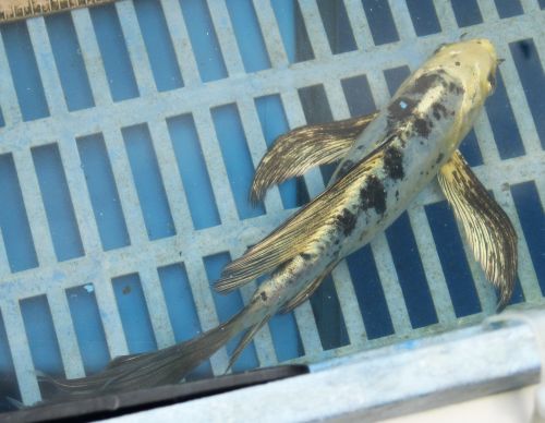 Doitsu Metallic Blue & Black butterfly koi 8.5" MALE  updated 08/28/10