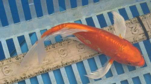 Doitsu Metallic Orange butterfly koi 8"  FEMALE updated 08/28/10