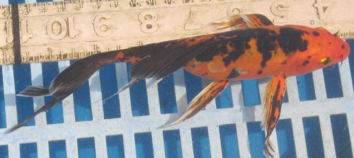 Doitsu Hi Utsuri butterfly koi 7" FEMALE  updated 08/28/10
