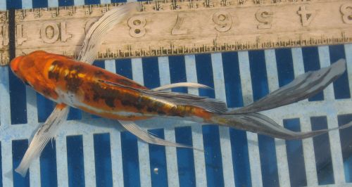 Doitsu Metallic Sanke butterfly koi 7.5"  FEMALE updated 08/28/10