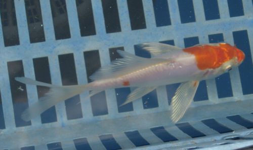 Doitsu kohaku 5.5"  new photo added 5/10