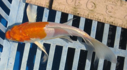 Doitsu metallic kohaku 6" added 6/10