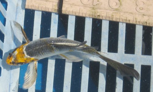 Yellow head black and white body 5"  added 6/10