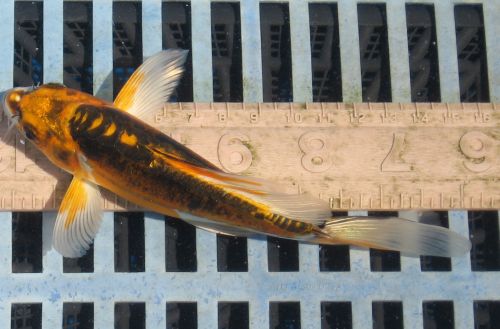 Doitsu gold, black and white 6.5"  added 6/10