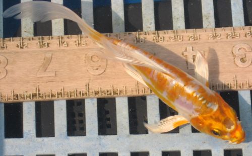 Doitsu metallic orange  5" New koi photo 8/08/10