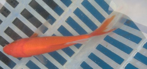 Orange with white tipped fins 7"  New koi photo 8/12/10