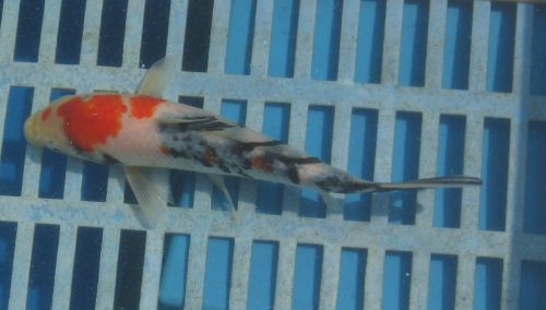 Sanke  - standard fin koi  6.5"  updated 08/27/10