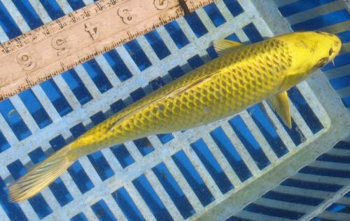 Yellow Matsuba - standard fin koi  9.5"  FEMALE  updated 09/04/10
