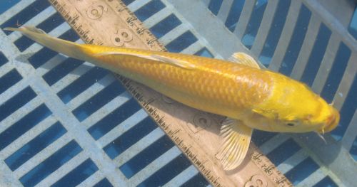 Yellow standard fin koi - 8"    MALE- updated  08/27/10