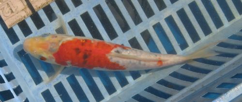 ST136  Mirror Scale Sanke  standard fin koi- 9"  MALE - updated 08/23/10