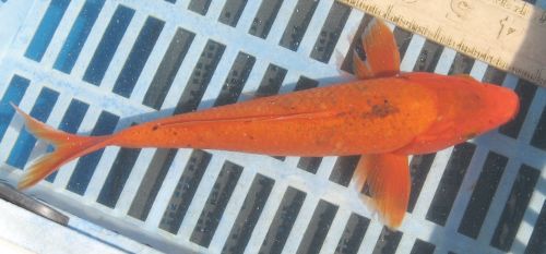 Orange standard fin koi 9"  MALE updated 08/23/10