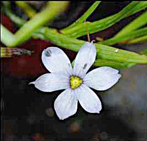 Blue-Eyed Grass