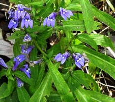 Blue Lobelia  Lobelia siphilitica 