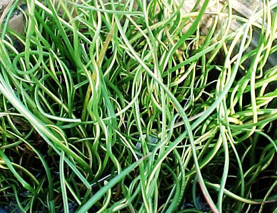 Corkscrew Rush, Juncus effuesus "Spiralis"