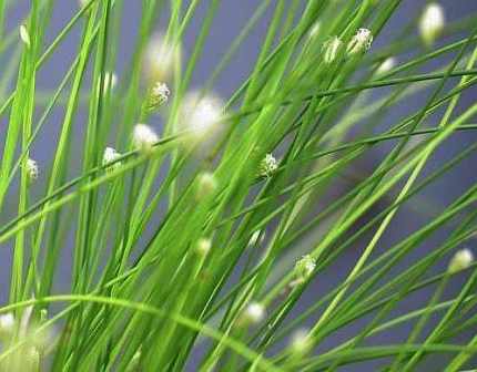 Fiber Optic Grass &nbsp;Isolepsis cernua