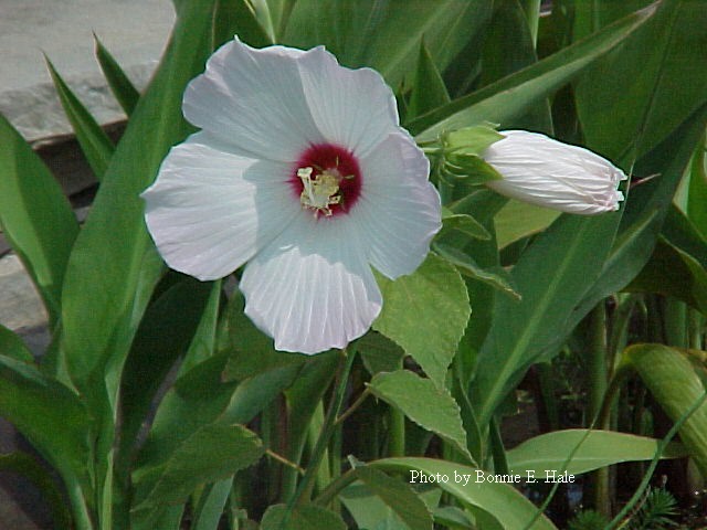 http://www.bonniesplants.com/images/images_plants/bogs_marginals/hibiscus.jpg