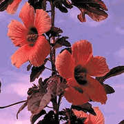 Hibiscus Red Night