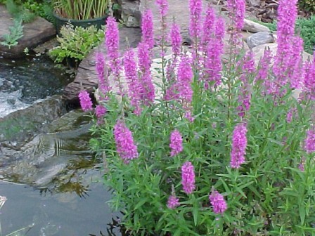 Purple Loosestrife Lythrum virgatum 'Morden Gleam' 