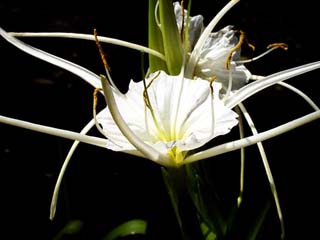 Spider Lily Hymenocallis occidentalis