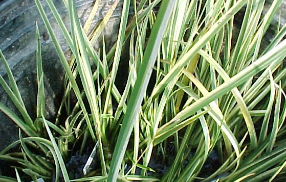 Dwarf Sweet Flag