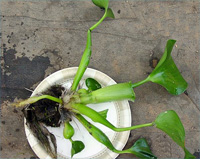 Water Hyacinth&nbsp;Eichhornia crassipes