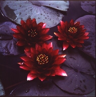 The name describes the color, Almost Black. Very deep color.  Flowers are 5 -7 inches across
