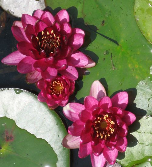 Perry's Baby Red hardy lily photo by Bonnie E Hale