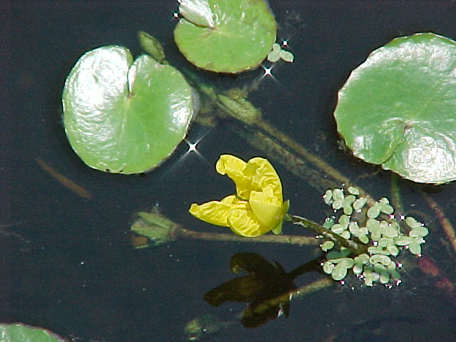 Floating Heart Nymphoides peltata is a lily-like-aquatic