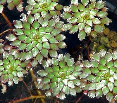 Mosaic,  Ludwegia sedioidesl lily-like-aquatic
