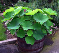 Momo Botan growing in a half whiskey barrel