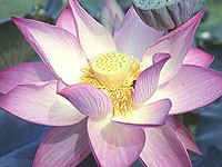 Lavender Lady Lotus