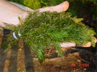 Hornwort, coontail Certophyllum demersum 1 bunch