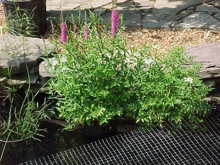 Purple loose strife and green water celery
