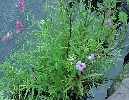 3 plants in one pot, bluebells, loosestrife, green celery