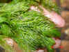 hornwort2.jpg (607448 bytes)