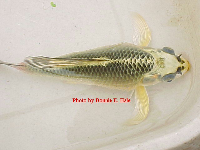 Full blown dropsy - pine coned and pop-eyed