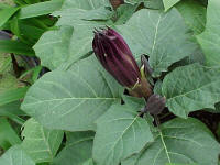 Flower bud Datura metel Purple Devil's Trumpet