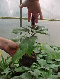 Datura metel Purple Devil's Trumpet