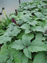 Datura metel Purple Devil's Trumpet